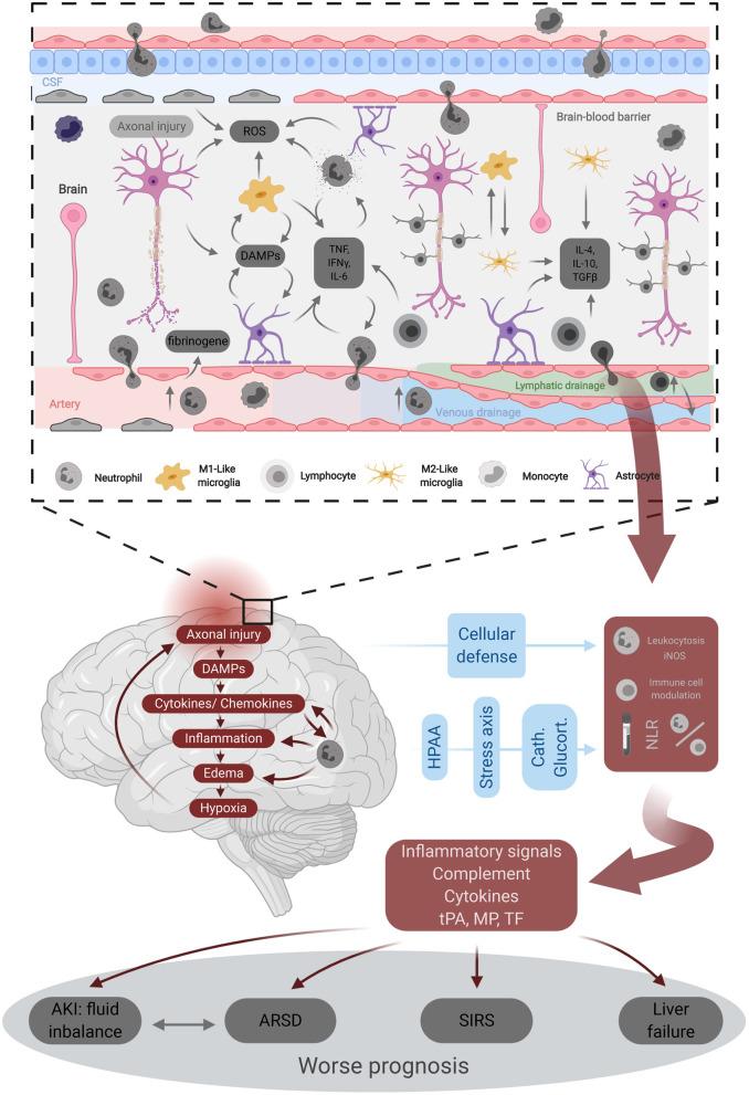 https://cdn.ncbi.nlm.nih.gov/pmc/blobs/75f0/9638118/61103011ead9/fneur-13-1021877-g0003.jpg
