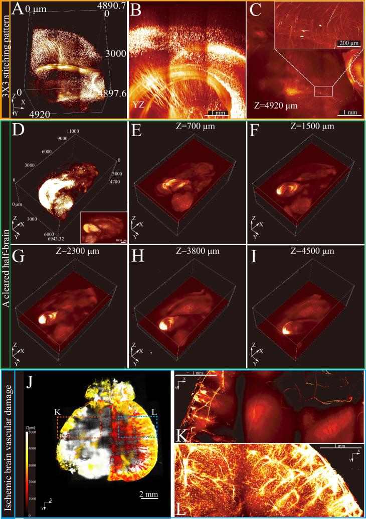 https://cdn.ncbi.nlm.nih.gov/pmc/blobs/75f1/11975368/14bd37688de5/elife-101143-fig3.jpg