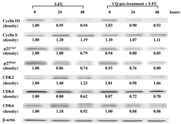 https://cdn.ncbi.nlm.nih.gov/pmc/blobs/75f5/2914703/f6bf10ae6fa9/1471-2407-10-370-7.jpg