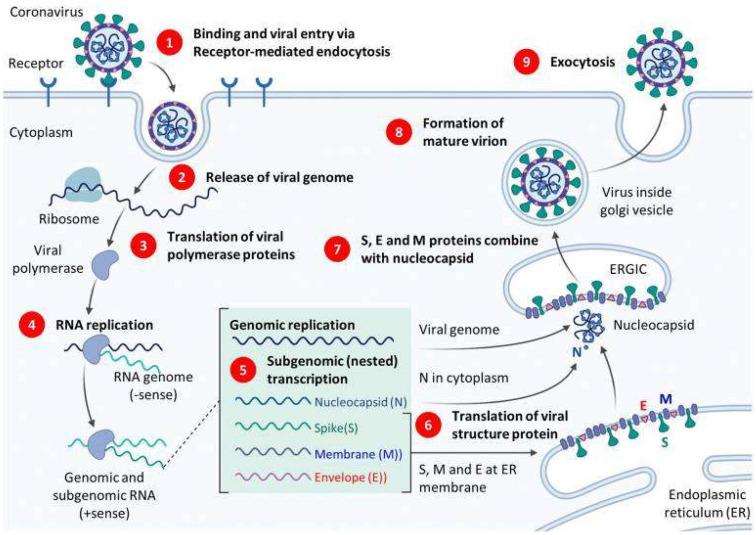 https://cdn.ncbi.nlm.nih.gov/pmc/blobs/75f5/9608708/d2da97c15bca/nanomaterials-12-03550-g002.jpg