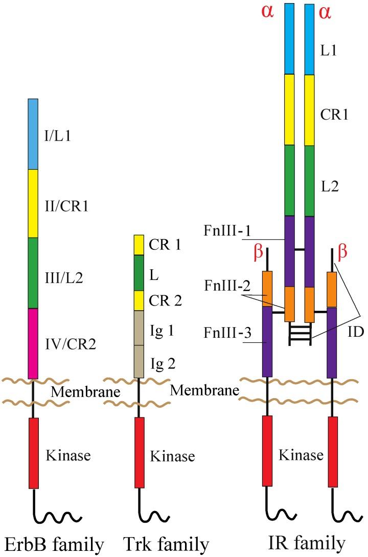 https://cdn.ncbi.nlm.nih.gov/pmc/blobs/75f7/4092861/55425a2eb32c/cells-03-00304-g001.jpg