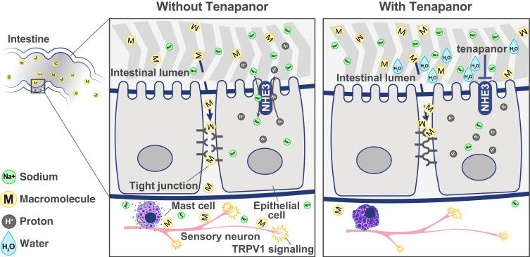 https://cdn.ncbi.nlm.nih.gov/pmc/blobs/75fe/11164200/f4a6170bb71b/CEG-17-173-g0003.jpg