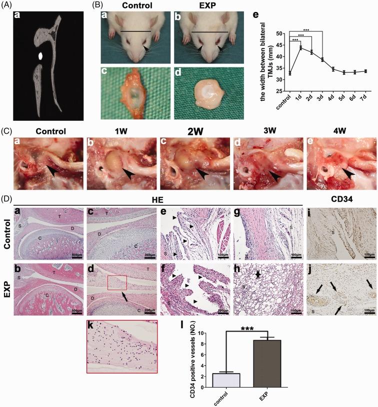 https://cdn.ncbi.nlm.nih.gov/pmc/blobs/75fe/6685108/9b8803cf2a3a/10.1177_1744806919866340-fig1.jpg
