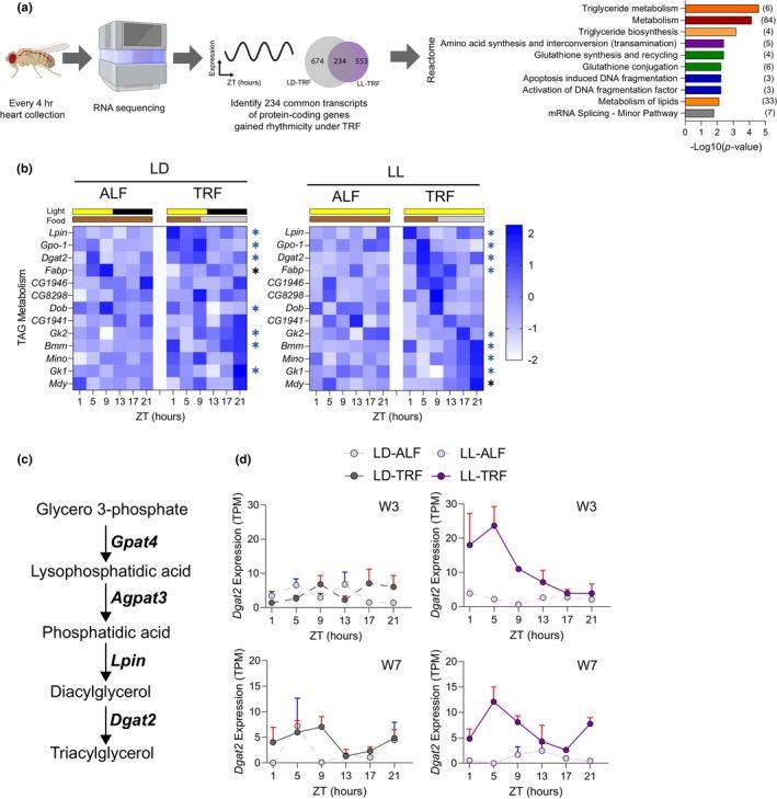 https://cdn.ncbi.nlm.nih.gov/pmc/blobs/7601/11258440/ba3eed71b9bf/ACEL-23-e14169-g001.jpg