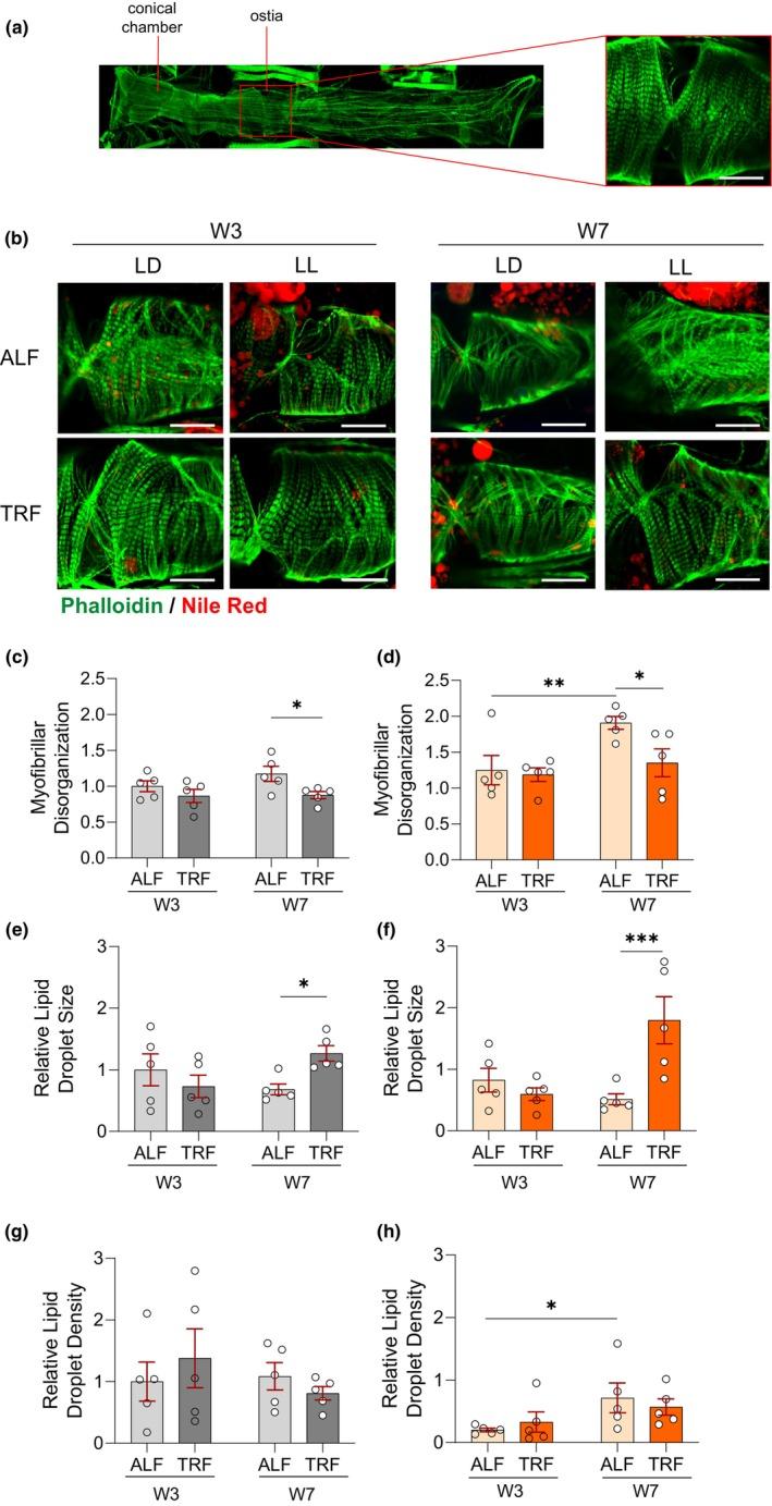 https://cdn.ncbi.nlm.nih.gov/pmc/blobs/7601/11258440/d00b965473b6/ACEL-23-e14169-g005.jpg