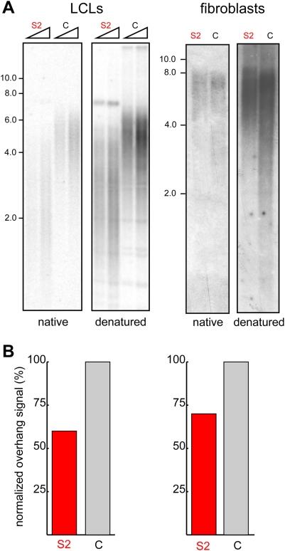 https://cdn.ncbi.nlm.nih.gov/pmc/blobs/7603/2680952/c162cdcefe9c/pone.0005666.g006.jpg