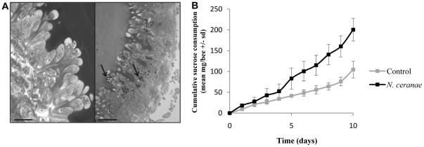https://cdn.ncbi.nlm.nih.gov/pmc/blobs/7603/3125288/27e496b6d3df/pone.0021550.g001.jpg