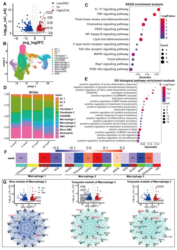 https://cdn.ncbi.nlm.nih.gov/pmc/blobs/7605/12383975/efc006e5bed5/biomedicines-13-01838-g006.jpg