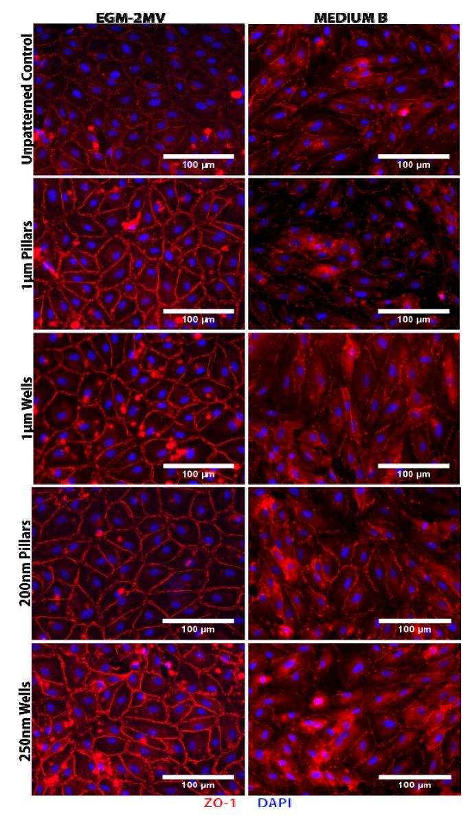 https://cdn.ncbi.nlm.nih.gov/pmc/blobs/7605/4030909/fc1ea056b3e6/jfb-04-00038-g002.jpg