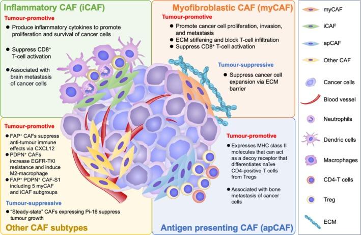 https://cdn.ncbi.nlm.nih.gov/pmc/blobs/760b/12400057/237c170490b0/CAS-116-2347-g002.jpg