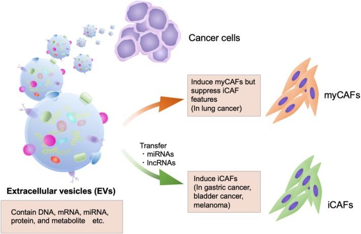 https://cdn.ncbi.nlm.nih.gov/pmc/blobs/760b/12400057/d58cdce6052c/CAS-116-2347-g001.jpg