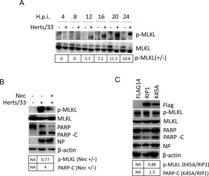 https://cdn.ncbi.nlm.nih.gov/pmc/blobs/760b/5522139/99976ca70898/oncotarget-08-43201-g006a.jpg