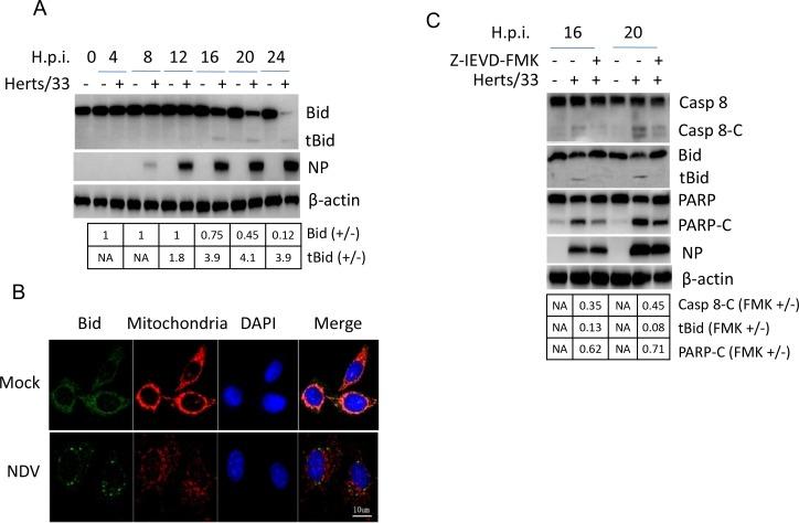 https://cdn.ncbi.nlm.nih.gov/pmc/blobs/760b/5522139/9d1d0c71e45d/oncotarget-08-43201-g003.jpg