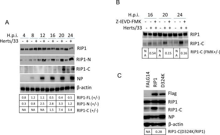 https://cdn.ncbi.nlm.nih.gov/pmc/blobs/760b/5522139/dfc142c0bbb0/oncotarget-08-43201-g004.jpg