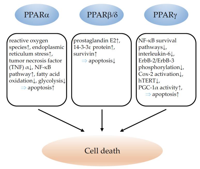 https://cdn.ncbi.nlm.nih.gov/pmc/blobs/760b/9368267/d44115cf386d/cells-11-02432-g002.jpg