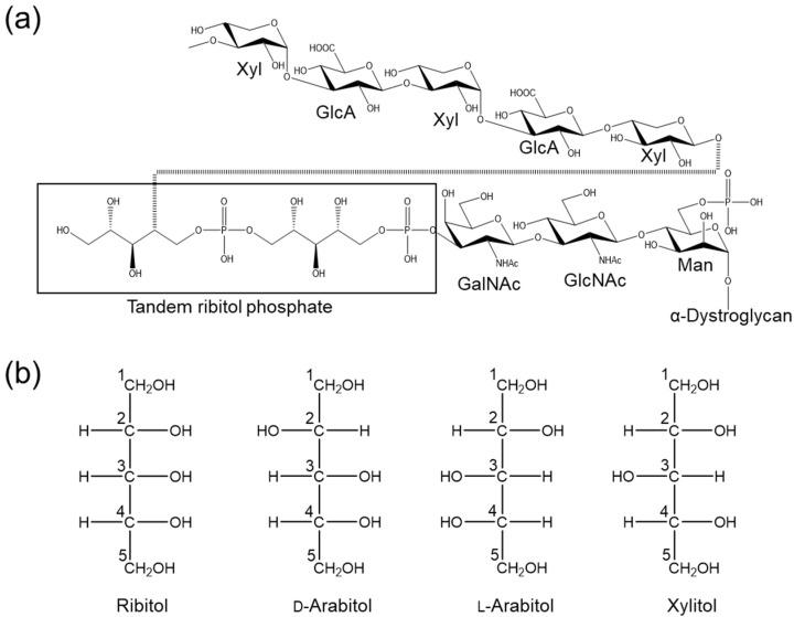 https://cdn.ncbi.nlm.nih.gov/pmc/blobs/760d/10935332/9e89b87e35cc/molecules-29-01072-g001.jpg