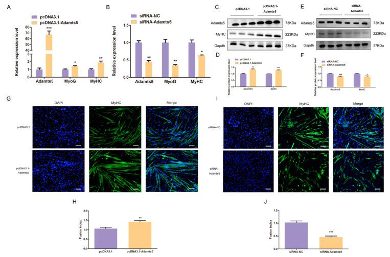 https://cdn.ncbi.nlm.nih.gov/pmc/blobs/760f/10003123/531ee5792713/ijms-24-04995-g006.jpg