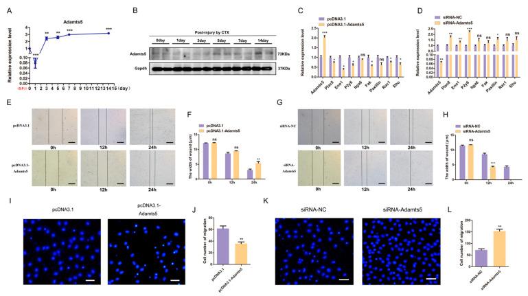 https://cdn.ncbi.nlm.nih.gov/pmc/blobs/760f/10003123/61f741f9ddb7/ijms-24-04995-g005.jpg