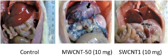 https://cdn.ncbi.nlm.nih.gov/pmc/blobs/760f/4361521/ff7517306a21/2186-3326-77-0195-g003.jpg