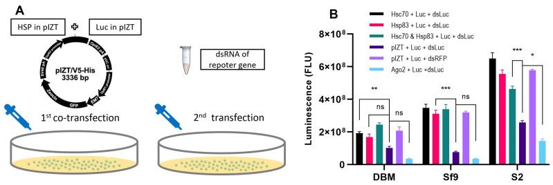 https://cdn.ncbi.nlm.nih.gov/pmc/blobs/7616/10671170/98228c004c0c/ijms-24-16167-g007.jpg