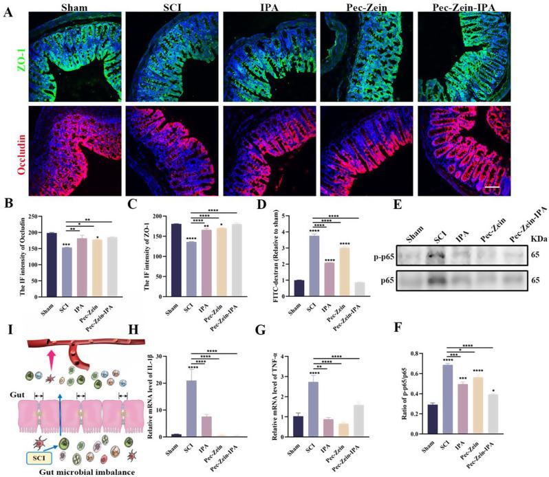 https://cdn.ncbi.nlm.nih.gov/pmc/blobs/7618/11869623/4e65657dc0ad/12951_2025_3224_Fig4_HTML.jpg