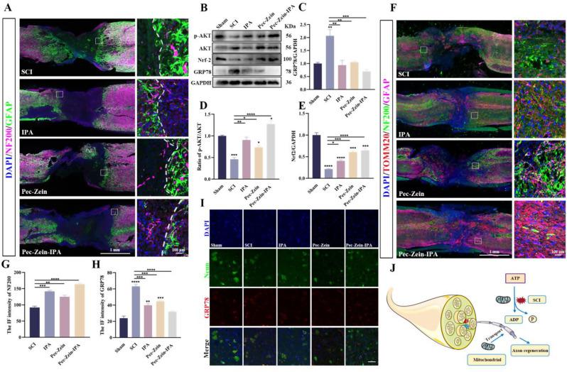 https://cdn.ncbi.nlm.nih.gov/pmc/blobs/7618/11869623/eef14b4323ad/12951_2025_3224_Fig3_HTML.jpg