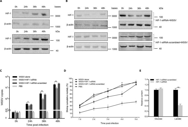 https://cdn.ncbi.nlm.nih.gov/pmc/blobs/761b/7770649/e63e466c74b3/gr4.jpg