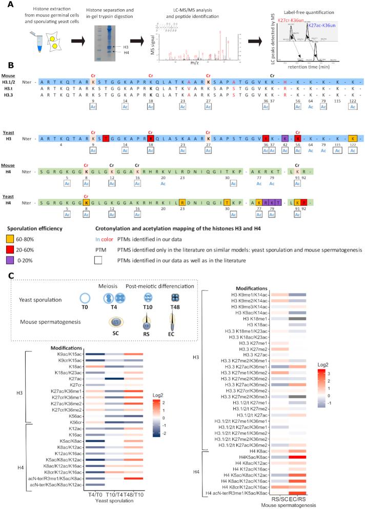 https://cdn.ncbi.nlm.nih.gov/pmc/blobs/761c/7192594/f26dbf19b7d2/gkaa163fig1.jpg