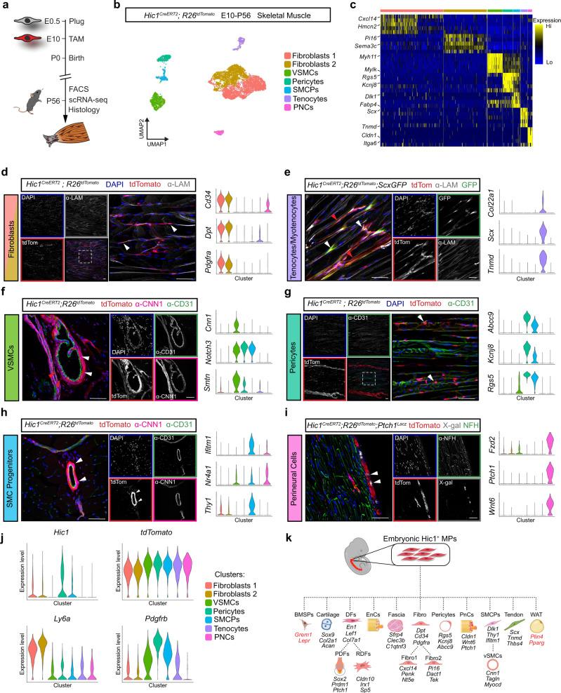 https://cdn.ncbi.nlm.nih.gov/pmc/blobs/761f/9411605/5d8bae7fc750/41467_2022_32695_Fig7_HTML.jpg