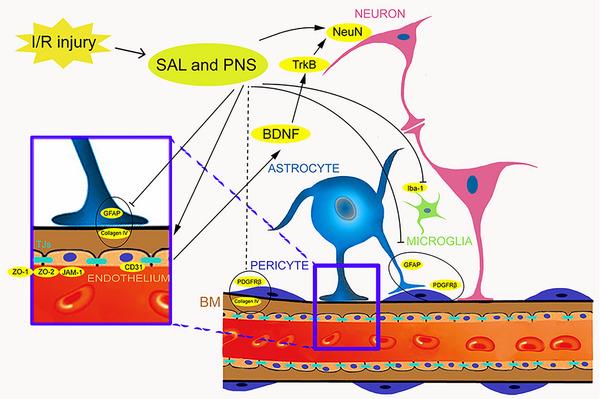 https://cdn.ncbi.nlm.nih.gov/pmc/blobs/7620/11410882/a962cc33592d/BRB3-14-e70036-g001.jpg