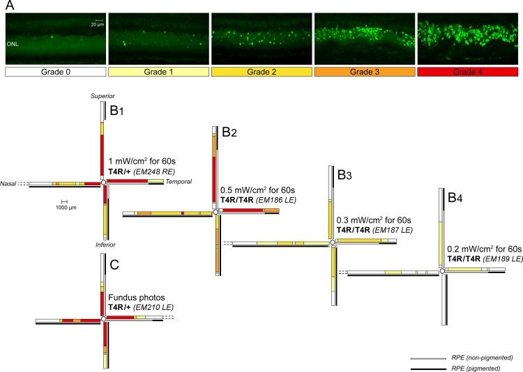 https://cdn.ncbi.nlm.nih.gov/pmc/blobs/7620/5464465/7962beb40189/i1552-5783-58-1-270-f01.jpg