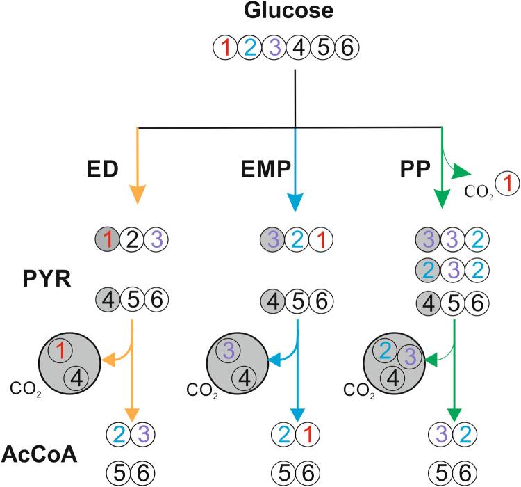 https://cdn.ncbi.nlm.nih.gov/pmc/blobs/7621/9635821/b442224b5278/sciadv.abq3958-f2.jpg