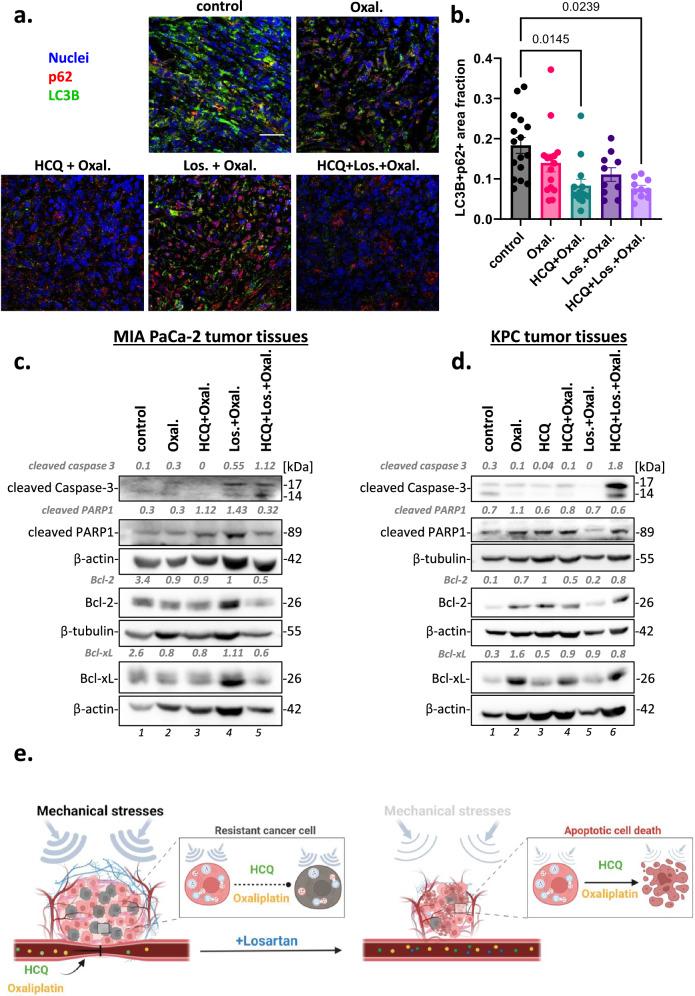 https://cdn.ncbi.nlm.nih.gov/pmc/blobs/7624/11603328/a9730fc6c559/42003_2024_7268_Fig7_HTML.jpg