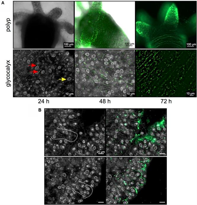 https://cdn.ncbi.nlm.nih.gov/pmc/blobs/7629/5861309/6ab6fe6846f5/fmicb-09-00443-g002.jpg