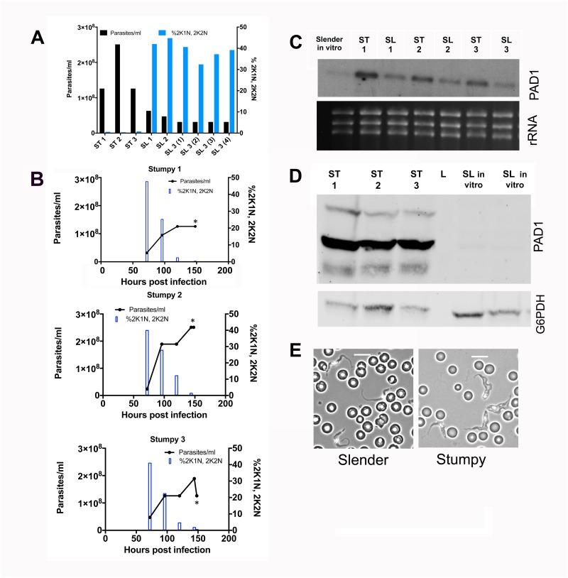 https://cdn.ncbi.nlm.nih.gov/pmc/blobs/762c/6199001/2f7c41b11daa/pntd.0006863.g005.jpg