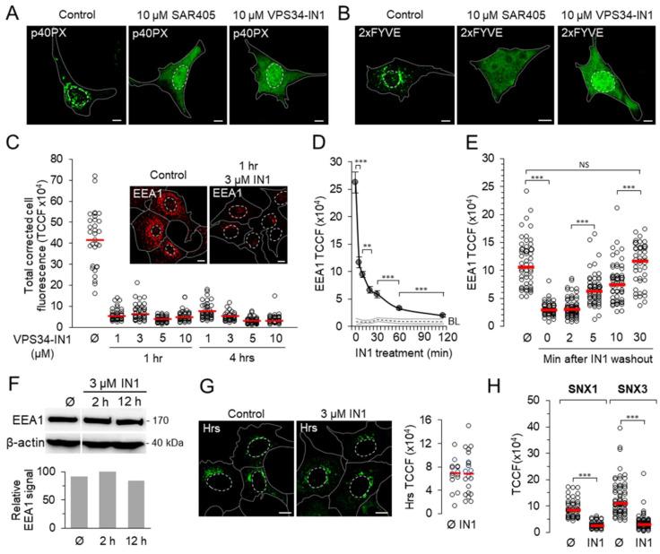 https://cdn.ncbi.nlm.nih.gov/pmc/blobs/762e/8946653/f508b6f1bacf/cells-11-00962-g001.jpg