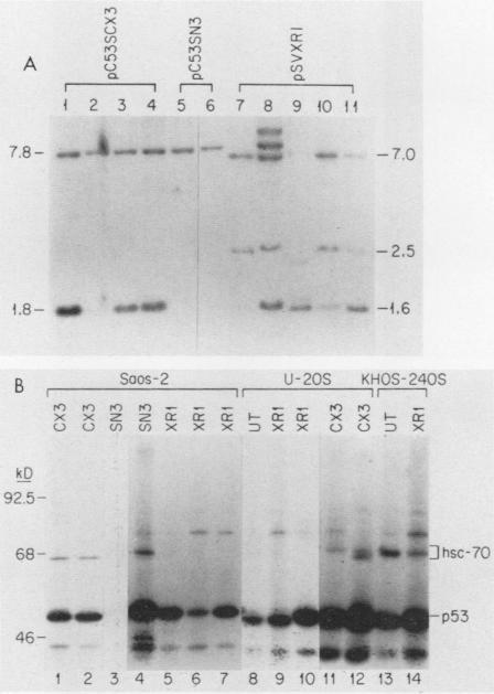 https://cdn.ncbi.nlm.nih.gov/pmc/blobs/762f/361354/c6511e65c432/molcellb00047-0187-a.jpg