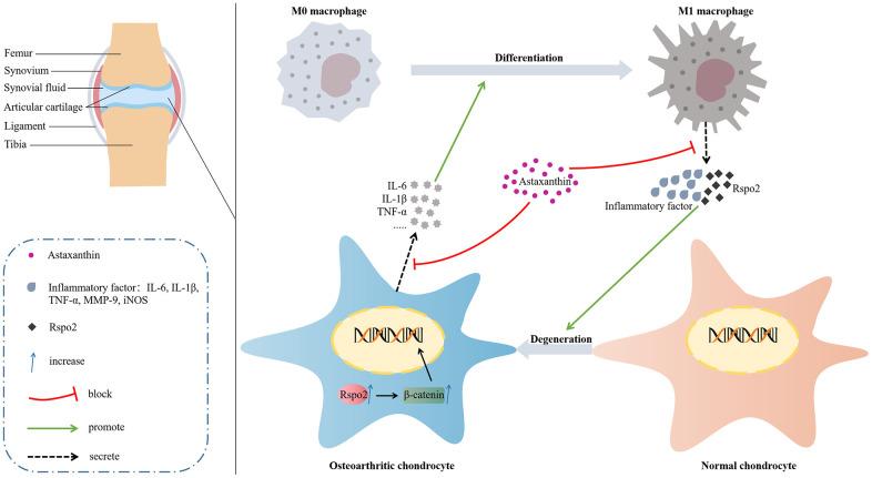 https://cdn.ncbi.nlm.nih.gov/pmc/blobs/7631/10333078/1494c3427c22/aging-15-204837-g010.jpg