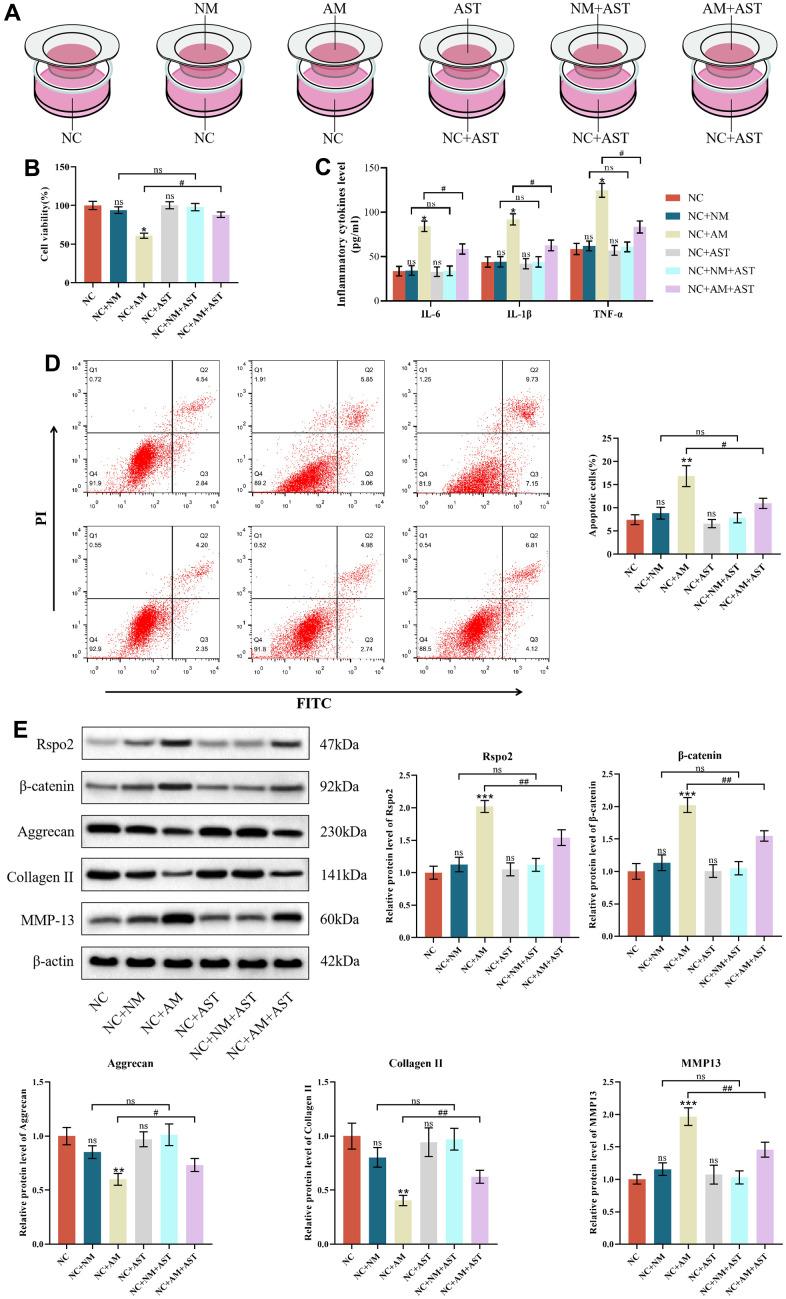 https://cdn.ncbi.nlm.nih.gov/pmc/blobs/7631/10333078/bf86ec573c09/aging-15-204837-g006.jpg