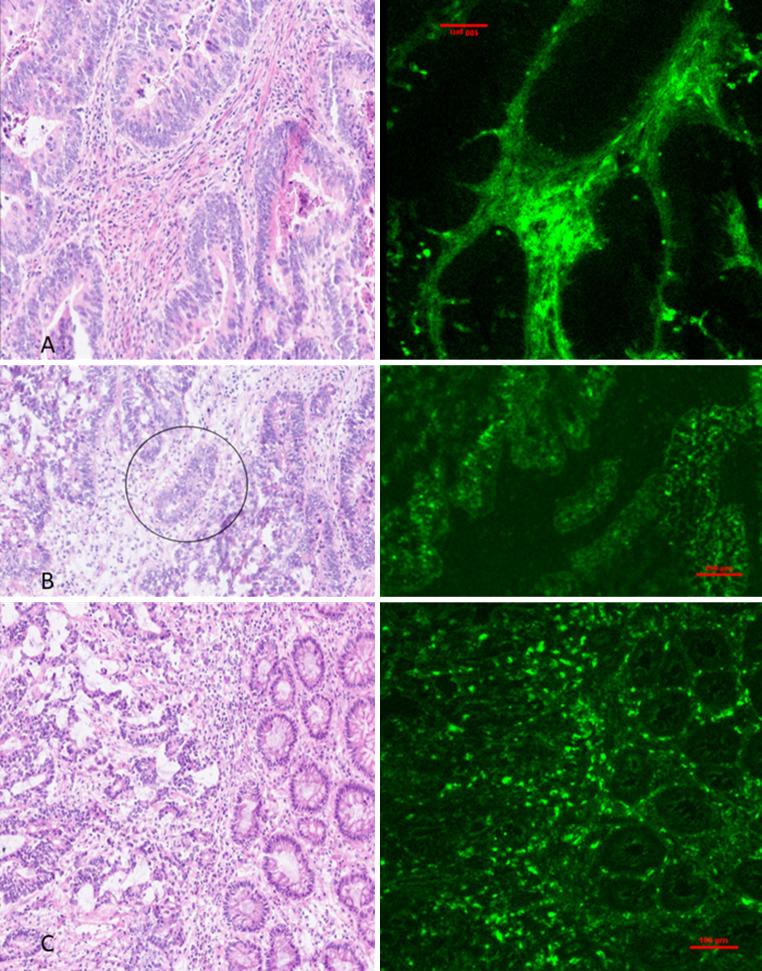 https://cdn.ncbi.nlm.nih.gov/pmc/blobs/7631/11300525/8a3e2d9a1a43/259_2024_6731_Fig3_HTML.jpg