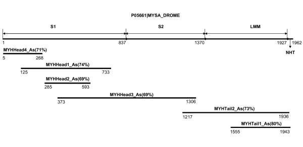 https://cdn.ncbi.nlm.nih.gov/pmc/blobs/7633/2674065/a99a3122a685/1471-2164-10-117-4.jpg