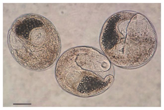 https://cdn.ncbi.nlm.nih.gov/pmc/blobs/7637/9058273/a153f862e498/kjp-60-2-79f2.jpg