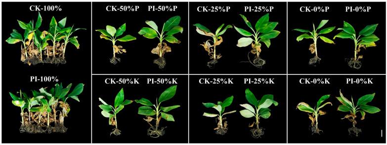 https://cdn.ncbi.nlm.nih.gov/pmc/blobs/7638/12196976/464eaa122789/plants-14-01878-g001.jpg