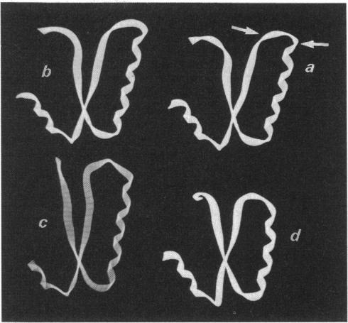 https://cdn.ncbi.nlm.nih.gov/pmc/blobs/763a/1136191/758e34af18f2/biochemj00049-0190-a.jpg