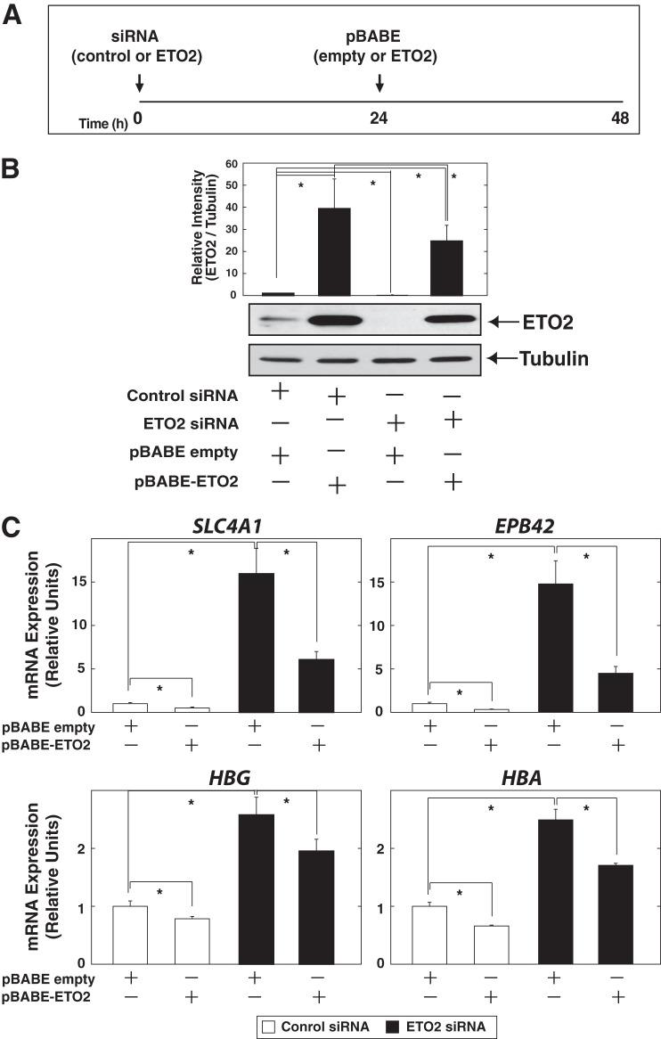 https://cdn.ncbi.nlm.nih.gov/pmc/blobs/763a/3961643/6e641be0937a/zbc0161479250006.jpg