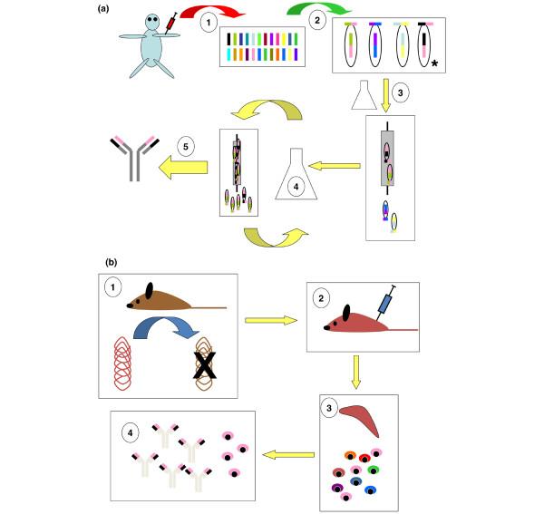 https://cdn.ncbi.nlm.nih.gov/pmc/blobs/763c/2714093/63dca7e10ed9/ar2594-4.jpg