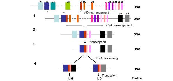 https://cdn.ncbi.nlm.nih.gov/pmc/blobs/763c/2714093/86568745d9ec/ar2594-3.jpg