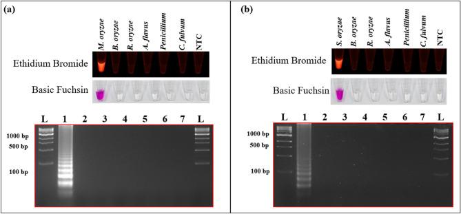 https://cdn.ncbi.nlm.nih.gov/pmc/blobs/763f/7794292/f37918517044/41598_2020_80644_Fig3_HTML.jpg