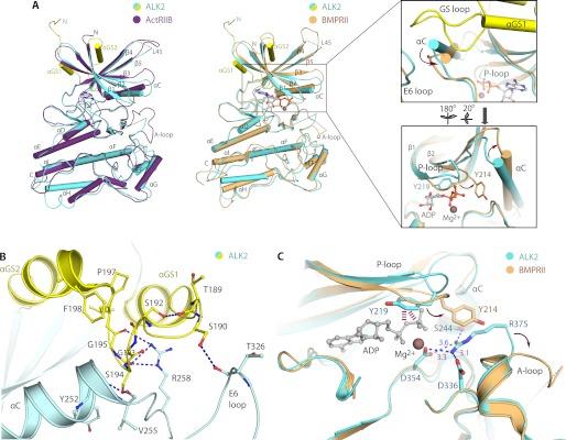 https://cdn.ncbi.nlm.nih.gov/pmc/blobs/7641/3481300/784df2ddaa7c/zbc0461228690004.jpg