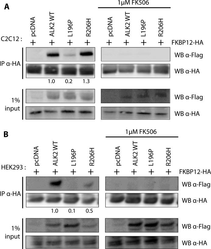 https://cdn.ncbi.nlm.nih.gov/pmc/blobs/7641/3481300/ca7e0fffec8c/zbc0461228690002.jpg